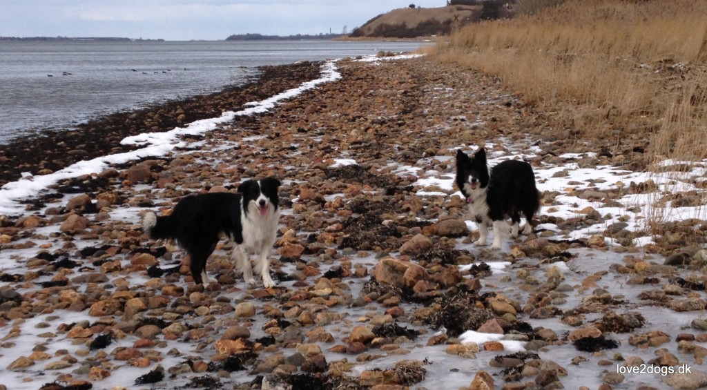 Gåtur langs stranden, nedenfor Ejby Ådals skrænter.