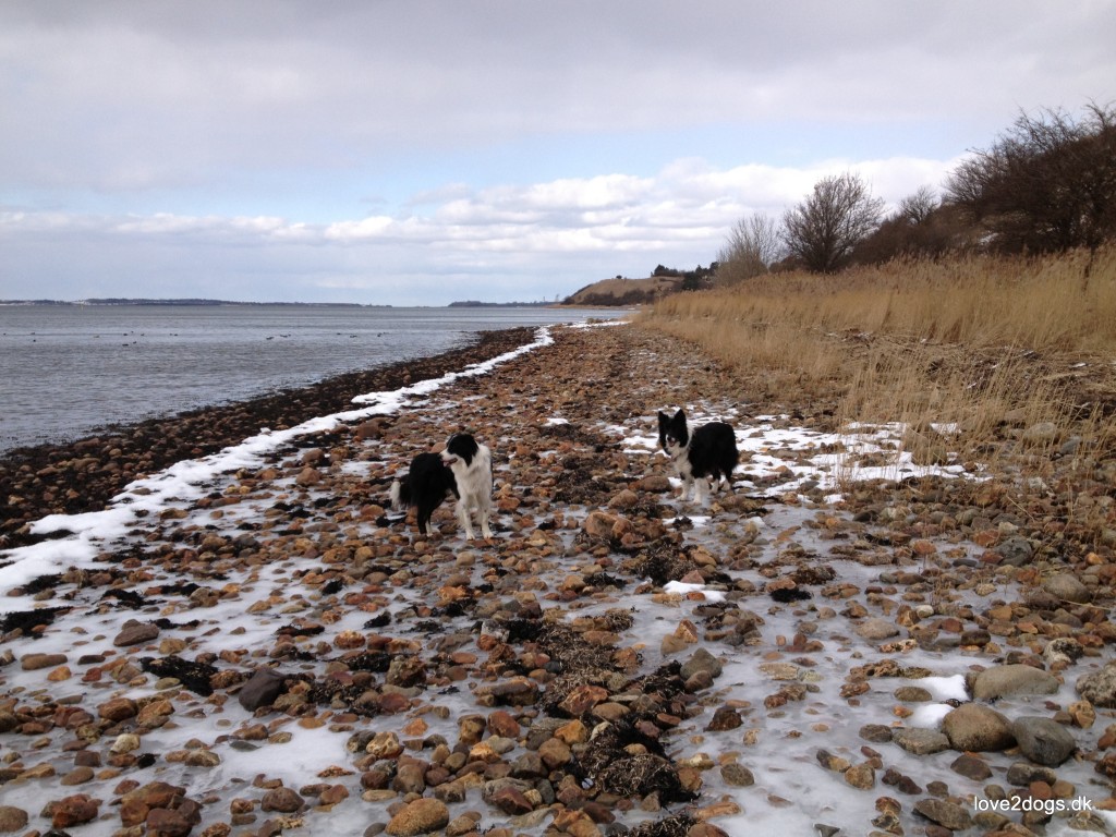 Stranden mellem Ejby Havn og Ejby Ådal.