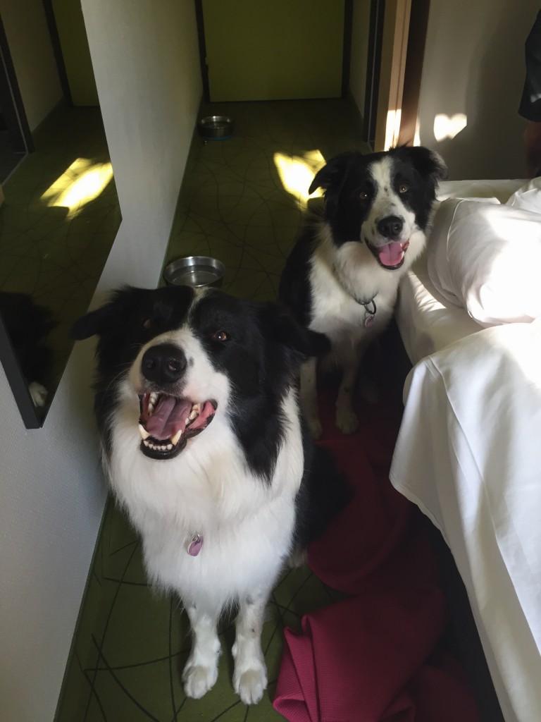 Hundene på vores fine hotelværelse.