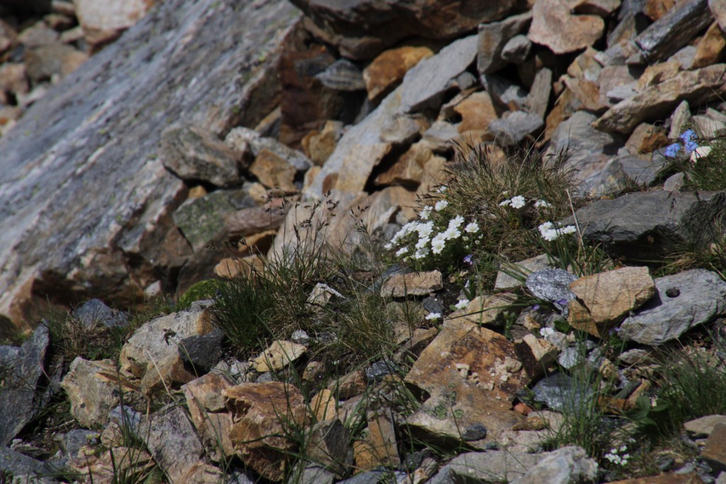 ...og jeg tror, at jeg fandt de ægte Edelweiss-blomster!