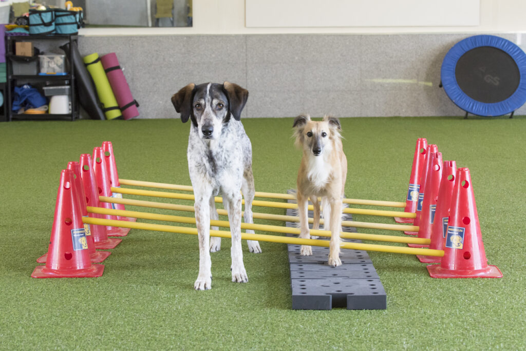 Beskyttet: HHV – hundefitness – 2. træningsgang